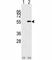 Nucleoporin 50 antibody, F40107-0.4ML, NSJ Bioreagents, Western Blot image 