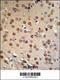 APC Membrane Recruitment Protein 1 antibody, 62-320, ProSci, Immunohistochemistry paraffin image 