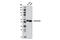 Calreticulin antibody, 12238T, Cell Signaling Technology, Western Blot image 