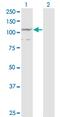 Protocadherin Alpha 7 antibody, MA5-24574, Invitrogen Antibodies, Western Blot image 