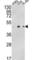 Actin Related Protein 3B antibody, abx033990, Abbexa, Western Blot image 