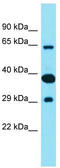 Family With Sequence Similarity 83 Member D antibody, TA335440, Origene, Western Blot image 