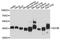 Isocitrate Dehydrogenase (NAD(+)) 3 Beta antibody, A13742, ABclonal Technology, Western Blot image 