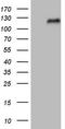 Nuclear Factor, Erythroid 2 Like 2 antibody, LS-C339436, Lifespan Biosciences, Western Blot image 