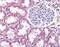 Succinate Receptor 1 antibody, NLS3476, Novus Biologicals, Immunohistochemistry paraffin image 