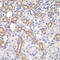 Kelch Like ECH Associated Protein 1 antibody, A00514-1, Boster Biological Technology, Immunohistochemistry frozen image 