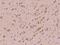 Asparaginyl-TRNA Synthetase antibody, 203377-T08, Sino Biological, Immunohistochemistry frozen image 