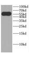 Cbl Proto-Oncogene Like 1 antibody, FNab01320, FineTest, Western Blot image 