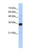 Complement C1q tumor necrosis factor-related protein 4 antibody, orb325743, Biorbyt, Western Blot image 