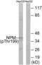 Nucleophosmin 1 antibody, LS-C199340, Lifespan Biosciences, Western Blot image 
