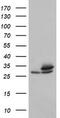 Proteasome Subunit Alpha 6 antibody, CF800122, Origene, Western Blot image 