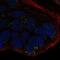 Wnt Family Member 10B antibody, NBP2-56449, Novus Biologicals, Immunofluorescence image 