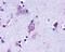 Lysophosphatidic Acid Receptor 2 antibody, NLS1017, Novus Biologicals, Immunohistochemistry frozen image 