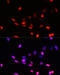 COP9 Signalosome Subunit 5 antibody, 14-971, ProSci, Immunofluorescence image 