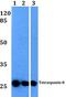 Tetraspanin 8 antibody, LS-B13071, Lifespan Biosciences, Western Blot image 