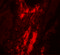 Vinculin antibody, 7489, ProSci, Immunofluorescence image 