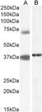 Leukocyte Associated Immunoglobulin Like Receptor 1 antibody, 42-518, ProSci, Western Blot image 