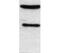 CCAAT Enhancer Binding Protein Alpha antibody, GTX15048, GeneTex, Western Blot image 