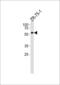 Protein Phosphatase 2 Regulatory Subunit Balpha antibody, PA5-35273, Invitrogen Antibodies, Western Blot image 