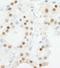 Zinc Finger Protein 318 antibody, NB100-77289, Novus Biologicals, Immunohistochemistry frozen image 