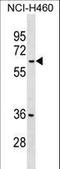 Malate Dehydrogenase 1B antibody, LS-C158118, Lifespan Biosciences, Western Blot image 