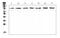 DNA Topoisomerase I antibody, A00434-1, Boster Biological Technology, Western Blot image 