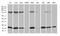 RNA Polymerase II Subunit H antibody, M11270, Boster Biological Technology, Western Blot image 