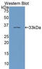 Protein Kinase C Epsilon antibody, LS-C298813, Lifespan Biosciences, Western Blot image 