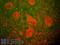 Neurofilament Heavy antibody, LS-C204553, Lifespan Biosciences, Immunohistochemistry paraffin image 