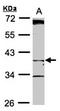 Prominin 1 antibody, orb15325, Biorbyt, Western Blot image 