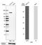 Cingulin antibody, NBP1-89602, Novus Biologicals, Western Blot image 