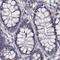 IKBKB Interacting Protein antibody, PA5-58491, Invitrogen Antibodies, Immunohistochemistry frozen image 
