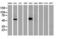 p53 antibody, LS-C172779, Lifespan Biosciences, Western Blot image 