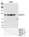 BAF Chromatin Remodeling Complex Subunit BCL11A antibody, NBP2-78710, Novus Biologicals, Immunoprecipitation image 