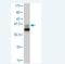 SMAD Family Member 9 antibody, H00004093-M03, Novus Biologicals, Western Blot image 