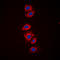 Ribosomal Protein S6 antibody, GTX54985, GeneTex, Immunocytochemistry image 