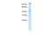 Pogo Transposable Element Derived With ZNF Domain antibody, PA5-41563, Invitrogen Antibodies, Western Blot image 