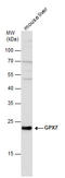 Glutathione Peroxidase 7 antibody, GTX117516, GeneTex, Western Blot image 