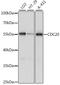 Cell Division Cycle 20 antibody, A15656, ABclonal Technology, Western Blot image 