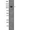 Peroxisomal Biogenesis Factor 1 antibody, abx215883, Abbexa, Western Blot image 