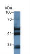 Keratin 7 antibody, LS-C301315, Lifespan Biosciences, Western Blot image 