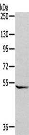 Growth Differentiation Factor 7 antibody, TA350683, Origene, Western Blot image 