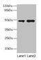 Cyclin J Like antibody, CSB-PA004826LA01HU, Cusabio, Western Blot image 