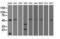 Alpha-1-antitrypsin antibody, NBP1-47957, Novus Biologicals, Western Blot image 