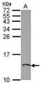 ATP Synthase Membrane Subunit G antibody, GTX111014, GeneTex, Western Blot image 