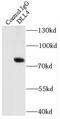 Delta Like Canonical Notch Ligand 4 antibody, FNab02416, FineTest, Immunoprecipitation image 