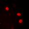 High Mobility Group Nucleosomal Binding Domain 2 antibody, orb393317, Biorbyt, Immunocytochemistry image 