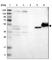 Neutral sphingomyelinase antibody, HPA018125, Atlas Antibodies, Western Blot image 