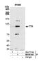 Dual specificity protein kinase TTK antibody, NB100-463, Novus Biologicals, Western Blot image 