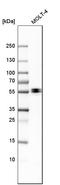Enah/Vasp-Like antibody, HPA018849, Atlas Antibodies, Western Blot image 